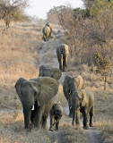 Elephants Morning Walk