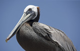 Pelican