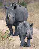 Mother and Baby Rhino