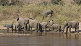 Elephants In Back Yard