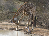 Giraffe Drinking