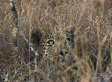 Male Leopard Impala Kill - Mvula - Not suitable to all due to detailed images