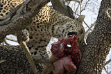 Male Leopard Kill