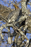 Yellow Billed Hornbill