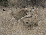 Lionesses playing