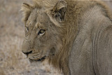 Male Lion