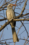 Red Billed Hornbill