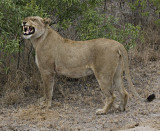 Female Lion Flehman Response