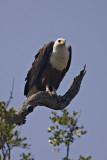 Fish Eagle