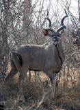 Male Kudu