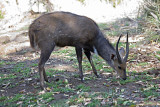 Male Bushbuck