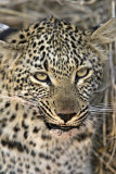 Young Female Leopard - Hlaba Nkunzi