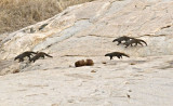 Banded Mongeese