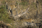 Leopard and Cub