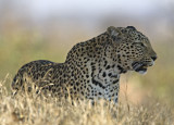 Makwela - Female Leopard