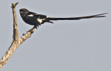 Magpie Shrike - AKA Long Tailed Shrike