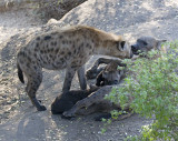 Hyena and Pups