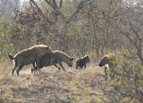 Hyena Pups Playing