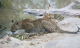 Leopard Drinking -Shangwa