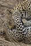 Mother and Daugther Leopards - Mabiri and Metsi