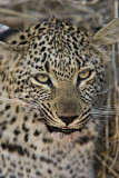Female Leopard Cub Eating - Hlaba Nkunzi