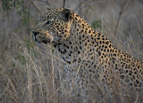 Leopard Male