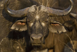 African Buffalo