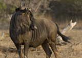 Wildebeest