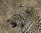 Young Female Leopard - Nchila