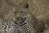 Young Female Leopard - Nchila