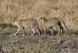 Mother and Daughter Leopards - Mabiri and Metsi