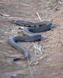 Mozambique Spitting Cobra