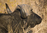 African Buffalo