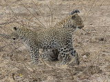 Mother and Daugther Leopards - Mabiri and Metsi