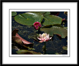 Water Lilies