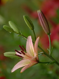 Pink Lily