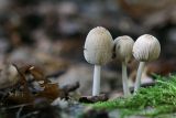 Coprinus sp.