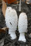 Coprinus comatus