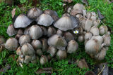 Coprinus atramentarius