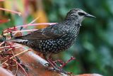 Common Starling