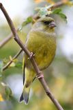 Greenfinch