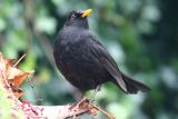 Blackbird