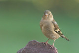 Chaffinch (female)