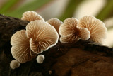 Crepidotus variabilis