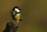 Great Tit