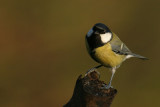 Great Tit