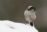 Long-tailed Tit