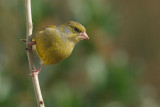Greenfinch