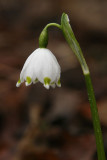 Leucojum vernum