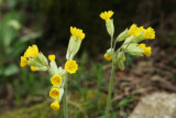 Primula veris